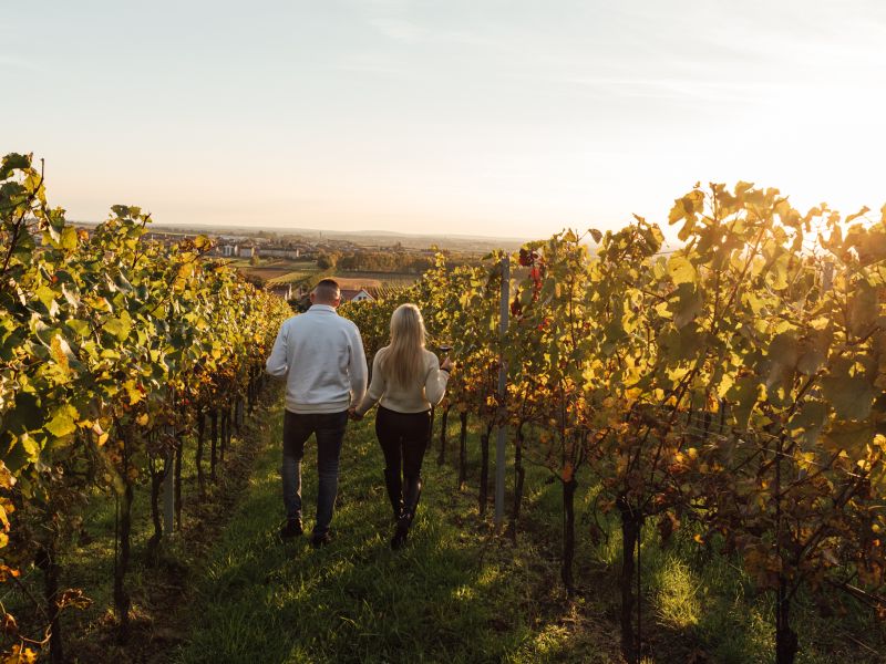 Podzim ve vinohradě