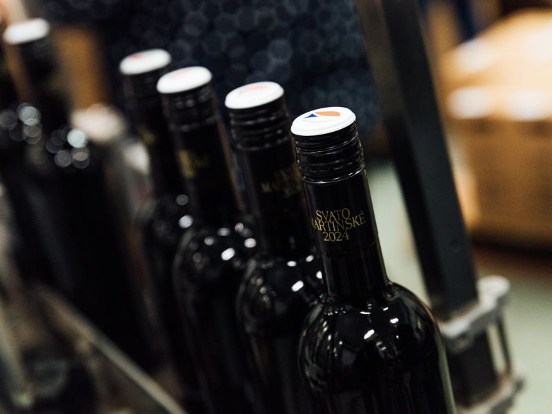 Příprava Svatomartinských a Mladých vín v plném proudu